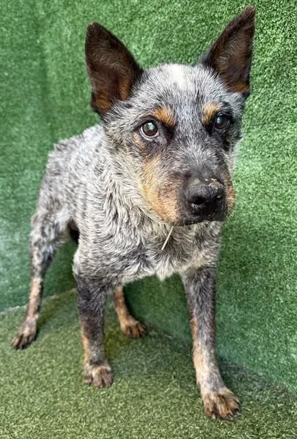 An adult medium-sized male Australian Cattle Dog / Blue Heeler dog named Stitch for adoption in Lancaster, CA