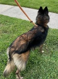 An adult medium-sized female Brown / Chocolate Belgian Shepherd / Tervuren dog named Hope for adoption in Longwood, FL