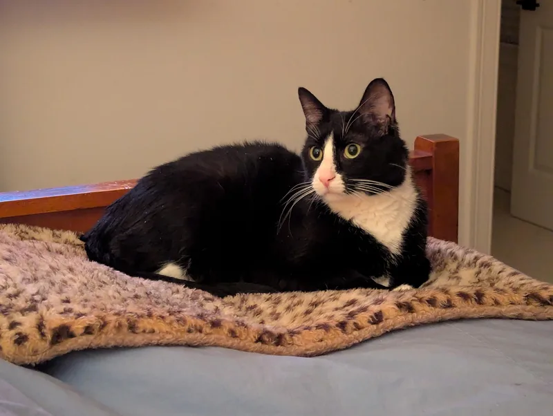 An adult large-sized male Domestic Short Hair cat named Tux for adoption in Melrose, MA