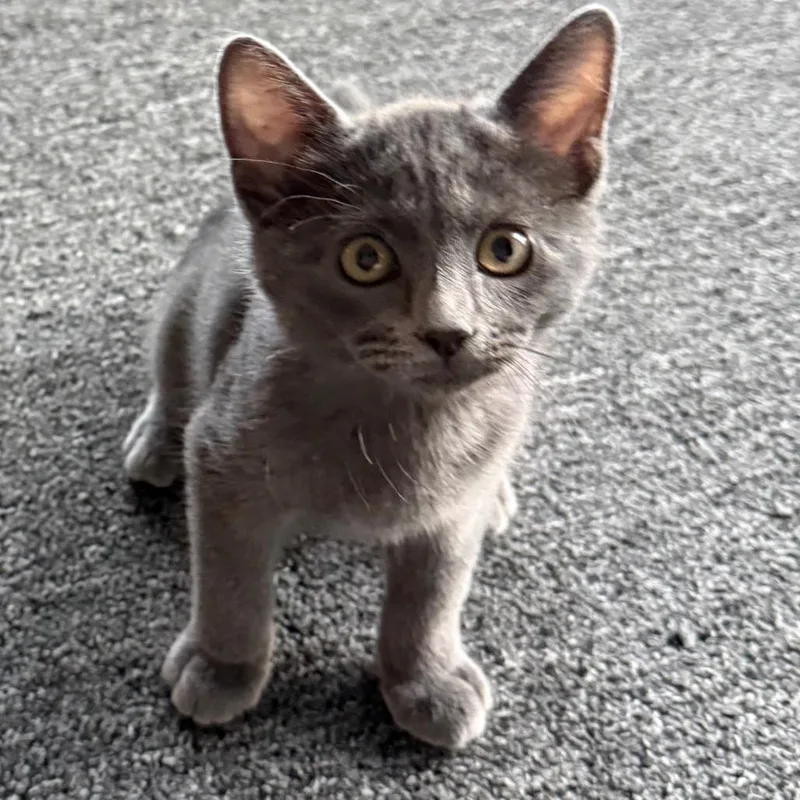 A baby small-sized female Gray / Blue / Silver Domestic Short Hair cat named Ember for adoption in Lakewood, CO