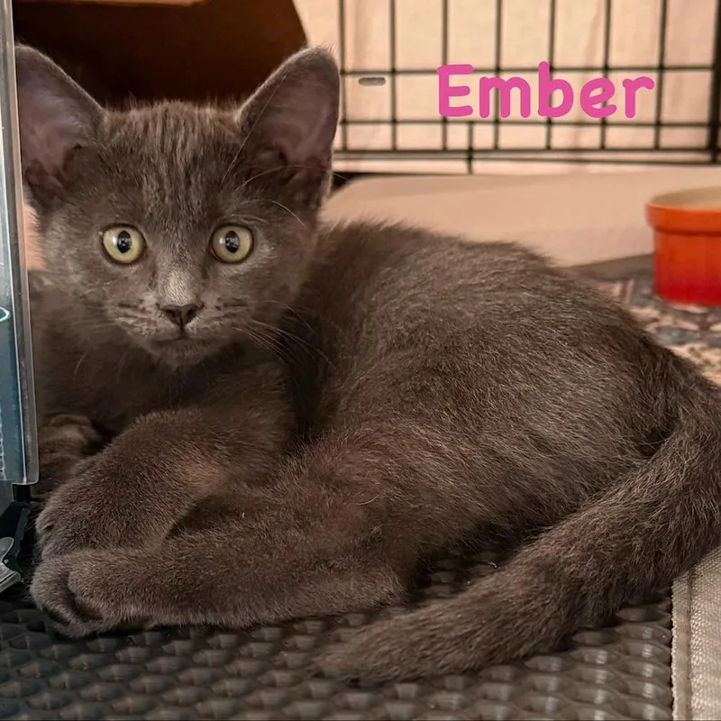 Ember thumbnail 5