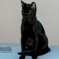 A baby medium-sized male Black Domestic Short Hair cat named Baghera for adoption in Liverpool, TX