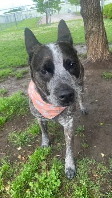 An adult medium-sized female Australian Cattle Dog / Blue Heeler dog named Lou for adoption in Tulsa, OK