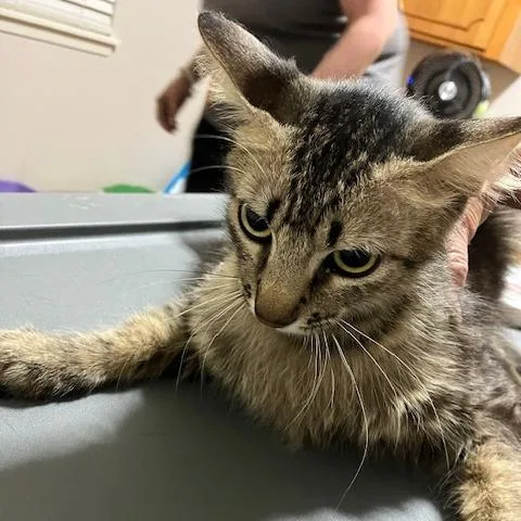 Patience thumbnail 2