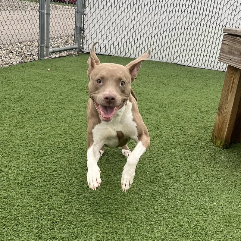 An adult medium-sized female Yellow / Tan / Blond / Fawn Pit Bull Terrier dog named Nova for adoption in Bristol, IN