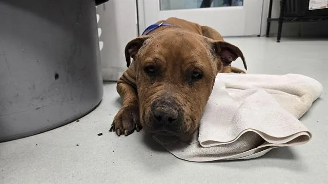 An adult medium-sized male Pit Bull Terrier dog named Spock for adoption in Albuquerque, NM