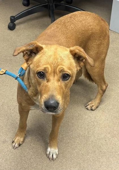 An adult large-sized female Mixed Breed dog named Lacroix for adoption in Chamblee, GA