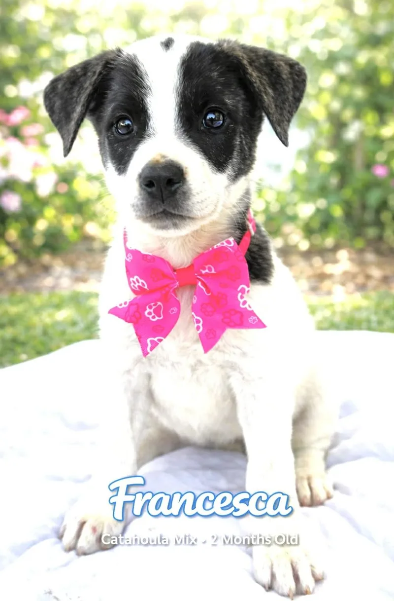 A baby medium-sized female Catahoula Leopard Dog dog named Francesca for adoption in Allen, TX