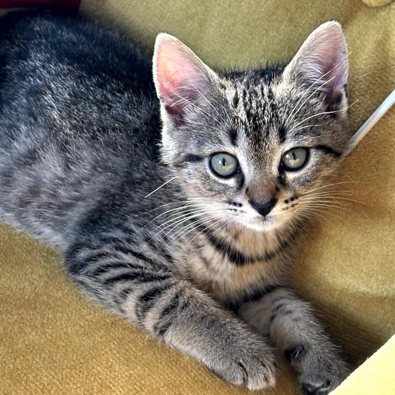 A baby small-sized female Brown / Chocolate Domestic Short Hair cat named Serena for adoption in Birmingham, AL