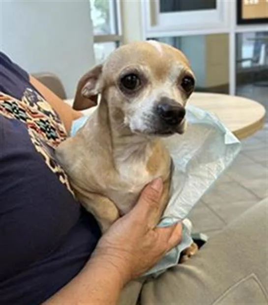 An adult small-sized male Chihuahua dog named Trout for adoption in San Antonio, TX