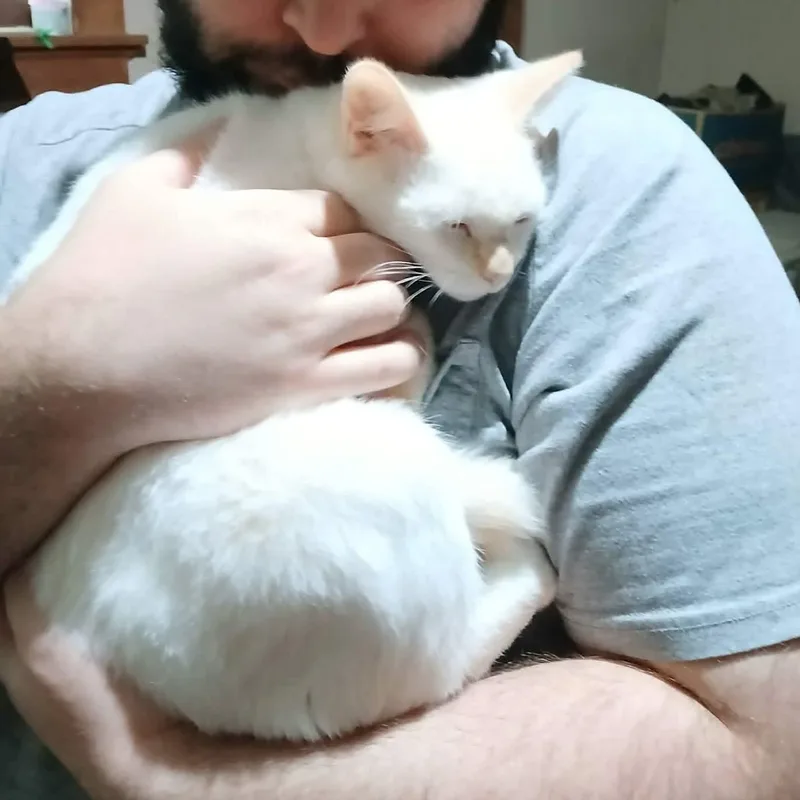 A baby medium-sized male Flame Point Siamese cat named Gremlin for adoption in Fairborn, OH
