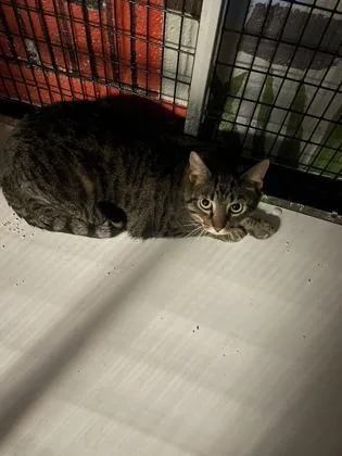 An adult medium-sized male Domestic Short Hair cat named Zack for adoption in Washington, DC