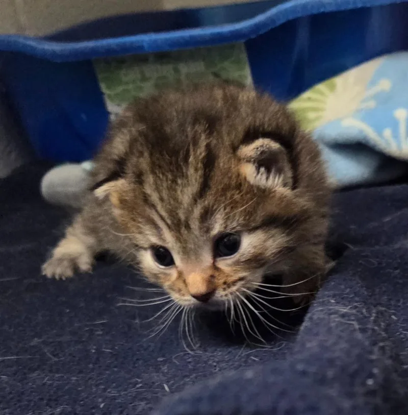 A baby small-sized female Domestic Short Hair cat named Latte for adoption in Muskegon, MI