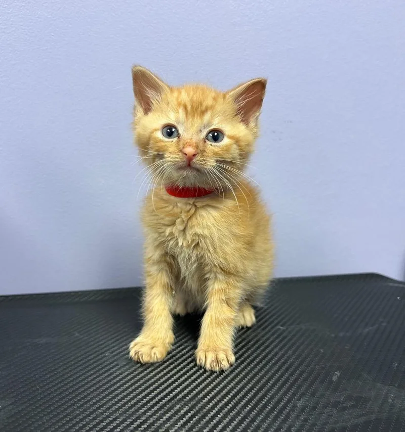 A baby small-sized male Domestic Short Hair cat named Knox for adoption in Washington Court House, OH