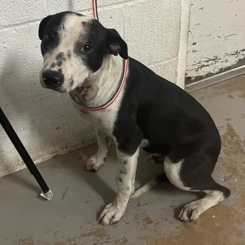 A young medium-sized male White / Cream Terrier dog named Saber for adoption in Edinburg, TX