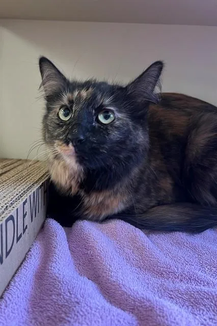 A young medium-sized female Domestic Short Hair cat named Flor for adoption in Blythe, CA