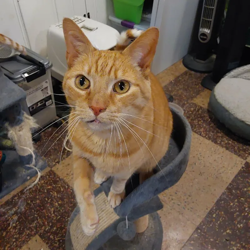 A senior large-sized male Buff / Tan / Fawn Domestic Short Hair cat named Peanut for adoption in Philadelphia, PA
