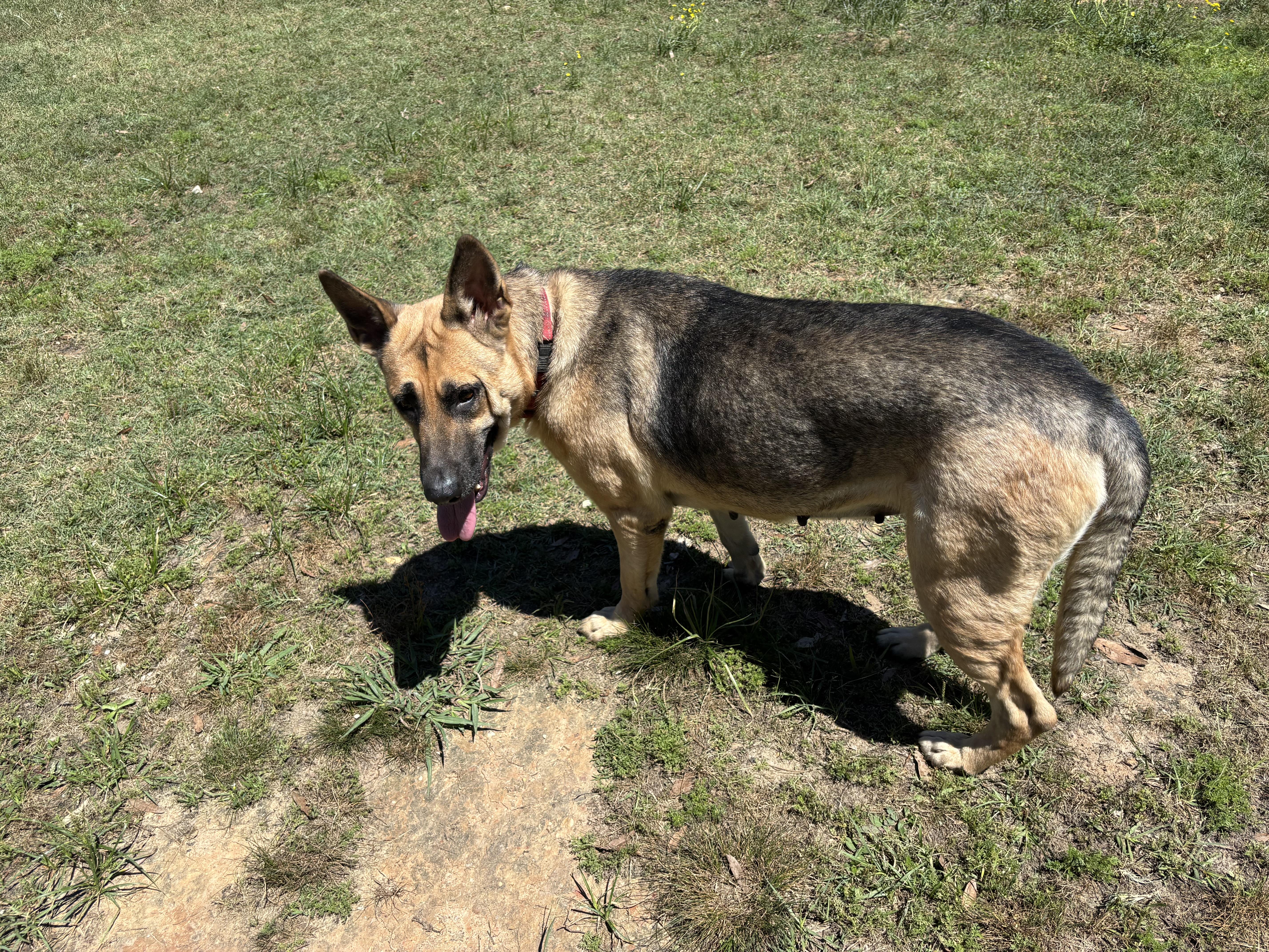 An adult large-sized female Tricolor (Brown, Black, & White) German Shepherd Dog dog named Lucy for adoption in Coldspring, TX