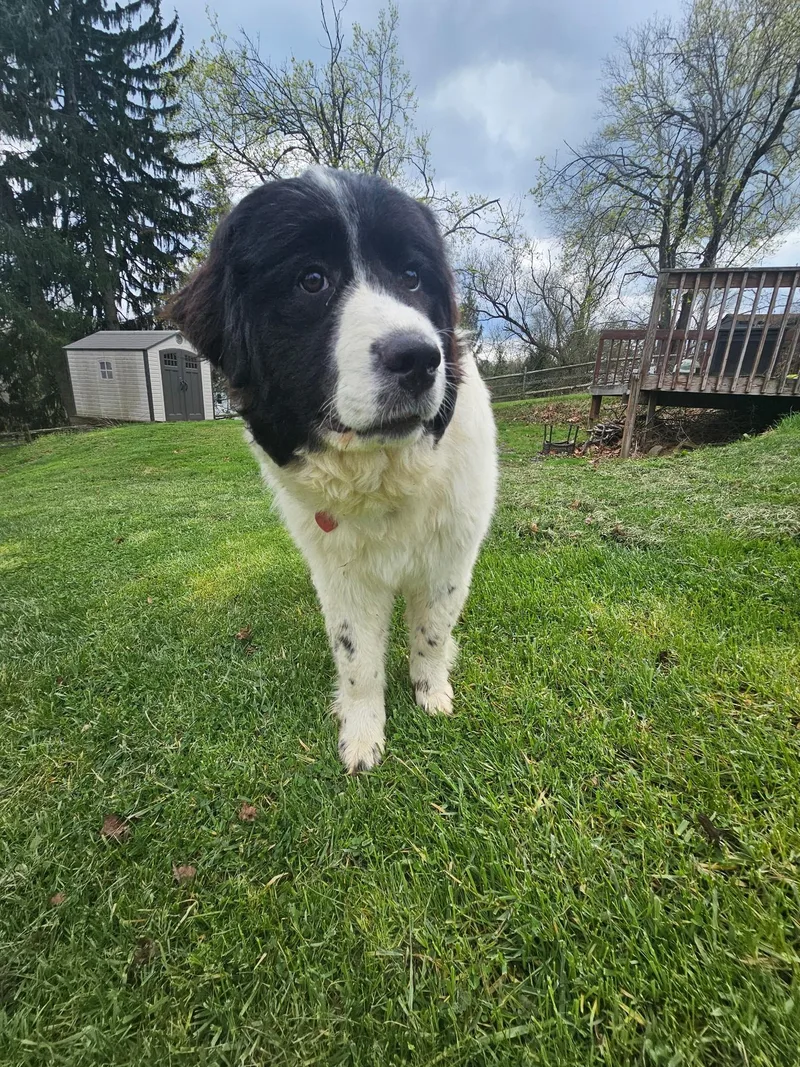 A young large-sized female White / Cream Great Pyrenees dog named Willow for adoption in Pittsburgh, PA