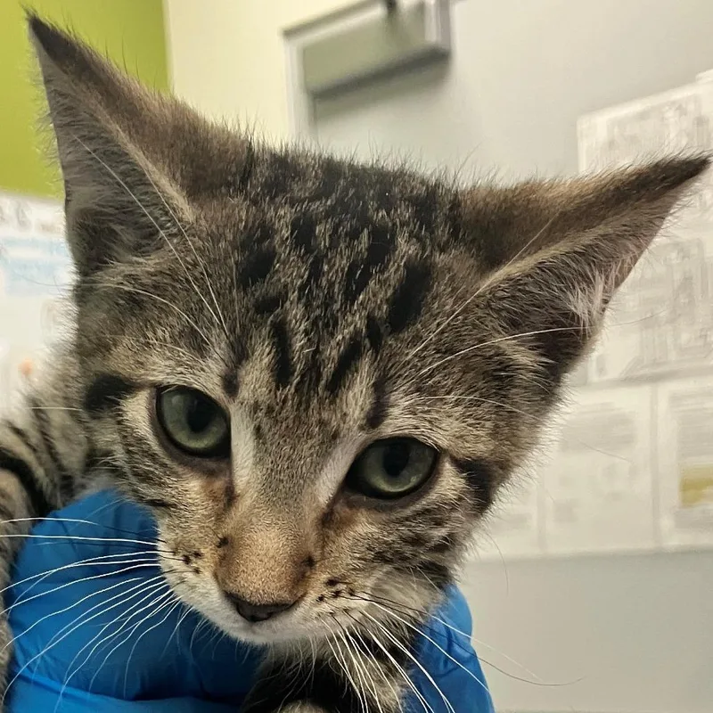 A baby small-sized male Gray / Blue / Silver Domestic Short Hair cat named Dumbledore for adoption in Las Cruces, NM