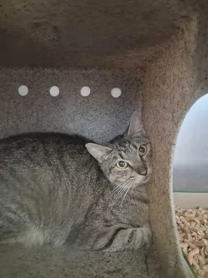 An adult medium-sized female Domestic Short Hair cat named Smurfette for adoption in Sevierville, TN