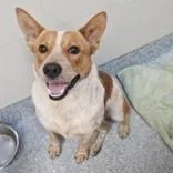 An adult medium-sized male Australian Cattle Dog / Blue Heeler dog named Forrest for adoption in Santa Cruz, CA