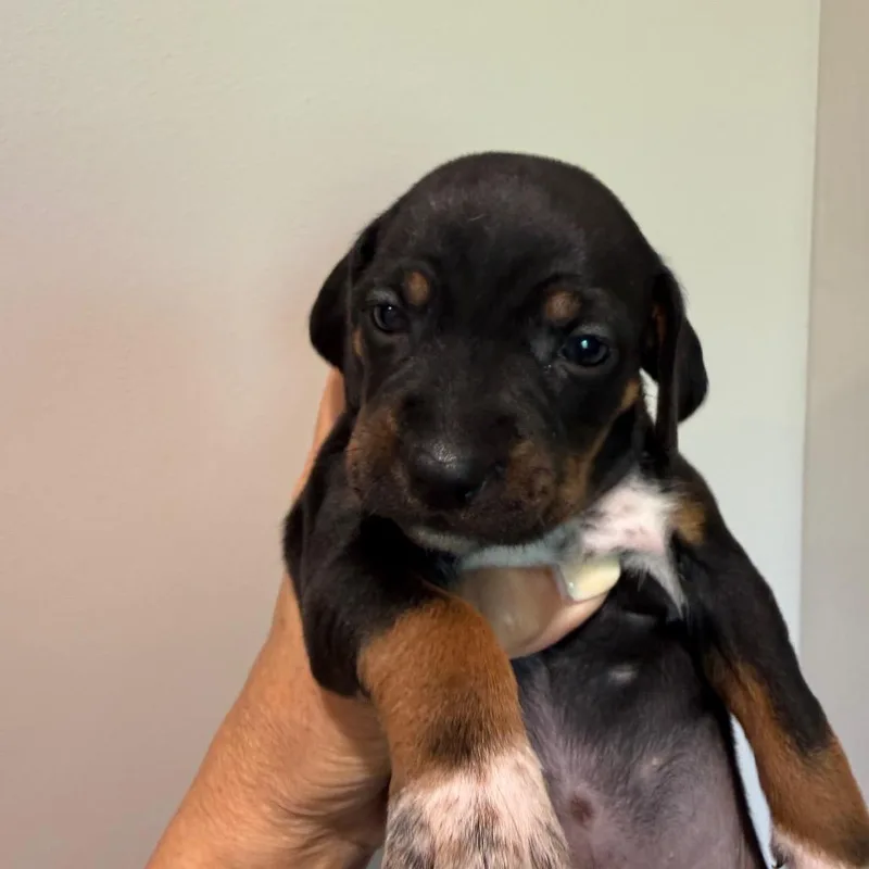 A baby medium-sized female Dachshund dog named Seabreeze for adoption in Cumming, GA