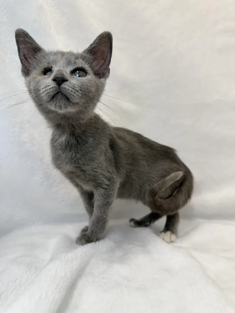 A baby medium-sized female Gray / Blue / Silver Domestic Short Hair cat named Ocracoke for adoption in Greensboro, NC