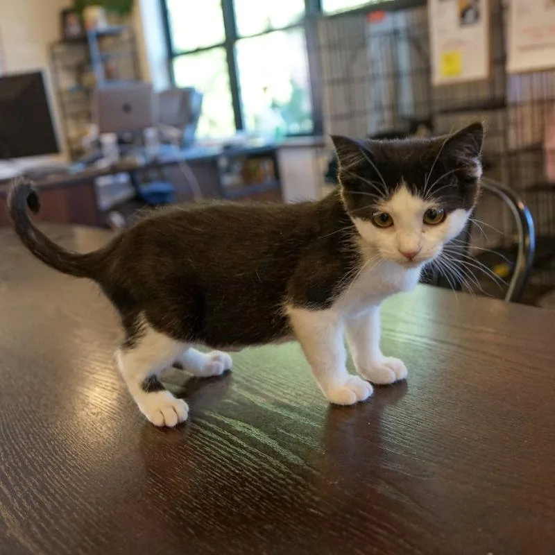 A baby medium-sized female Domestic Short Hair cat named Bluebird for adoption in Jackson, WY