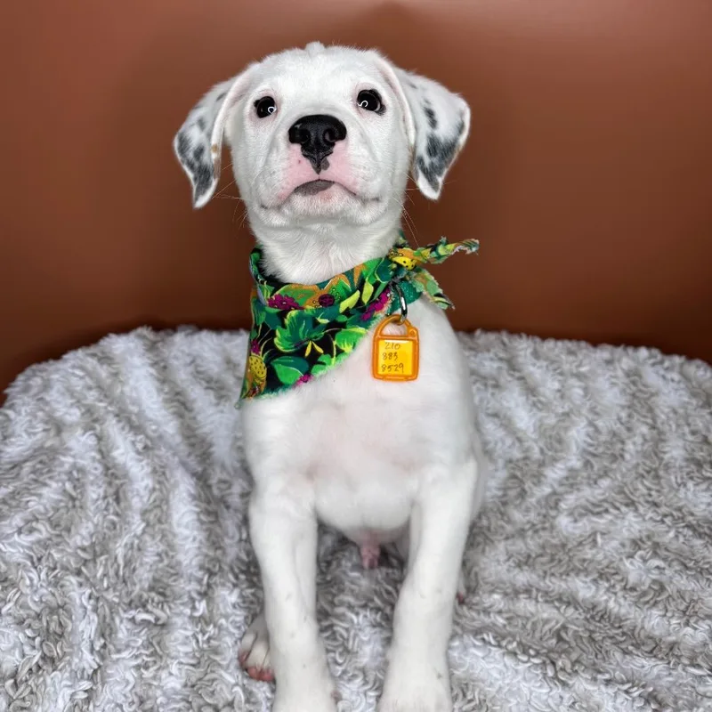 A baby large-sized male White / Cream German Shorthaired Pointer dog named Tommy for adoption in San Antonio, TX