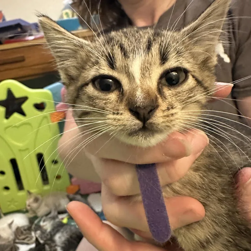 A baby small-sized female Gray / Blue / Silver Domestic Short Hair cat named Justine for adoption in Webster, TX