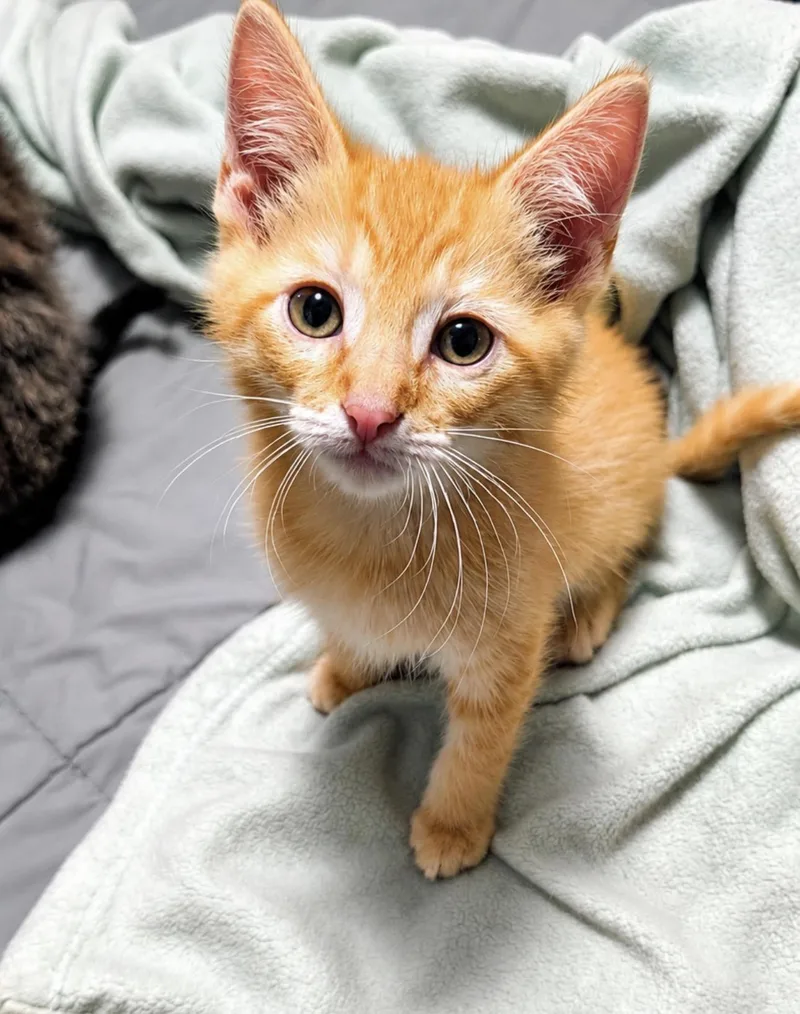 A baby medium-sized male Orange / Red Domestic Short Hair cat named Tigger for adoption in Youngstown, OH