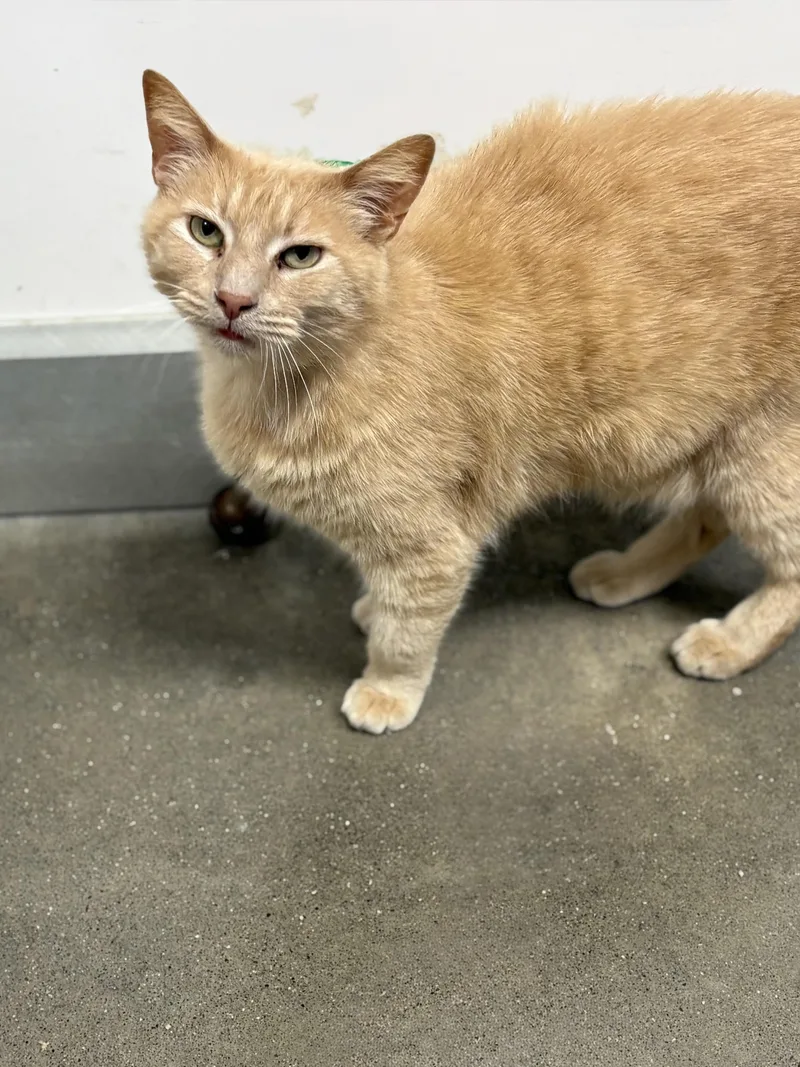 An adult medium-sized male Domestic Short Hair cat named China for adoption in Zimmerman, MN