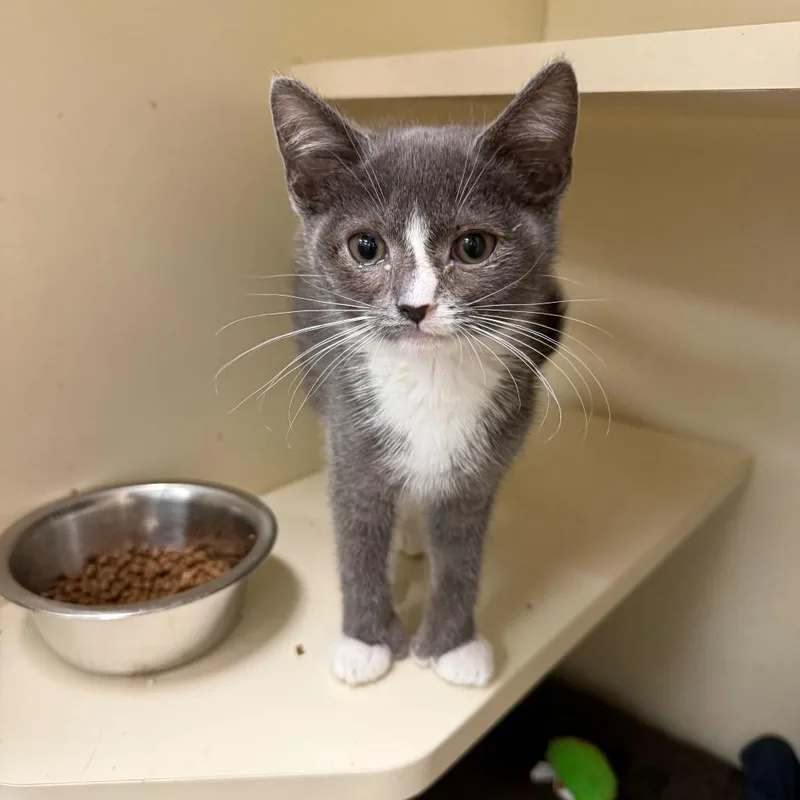 A baby small-sized female Gray / Blue / Silver Domestic Short Hair cat named Simone for adoption in Wilmington, DE