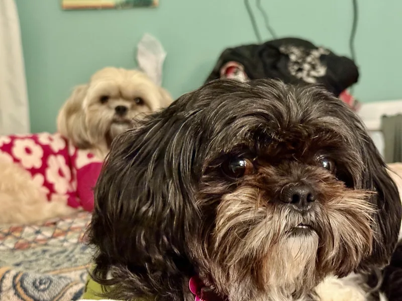 An adult small-sized female White / Cream Shih Tzu dog named Shusha for adoption in Plano, TX