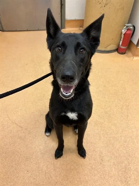 A young large-sized female German Shepherd Dog dog named Sweetie for adoption in Martinez, CA