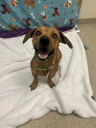 A young small-sized male Yellow / Tan / Blond / Fawn Mixed Breed dog named Goliath for adoption in Hamilton, OH