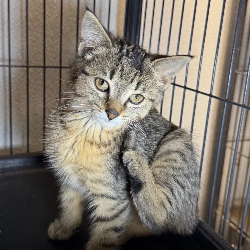 A baby small-sized female Domestic Short Hair cat named Jaden for adoption in Saginaw, MI