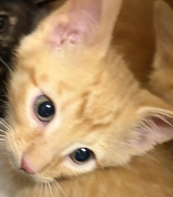 A baby small-sized male Domestic Short Hair cat named Fred for adoption in Escondido, CA