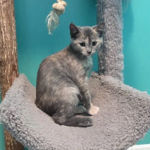 A baby small-sized female Dilute Calico Domestic Short Hair cat named Leilani for adoption in Elizabeth, IL