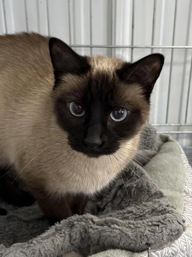 An adult medium-sized female Siamese cat named Boomer for adoption in Big Rapids, MI