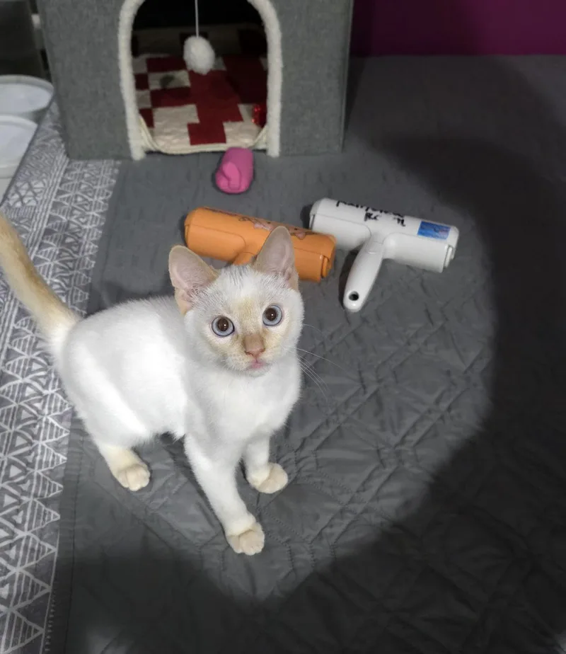 A baby small-sized male Flame Point Domestic Short Hair cat named Marvin for adoption in Centerville, UT