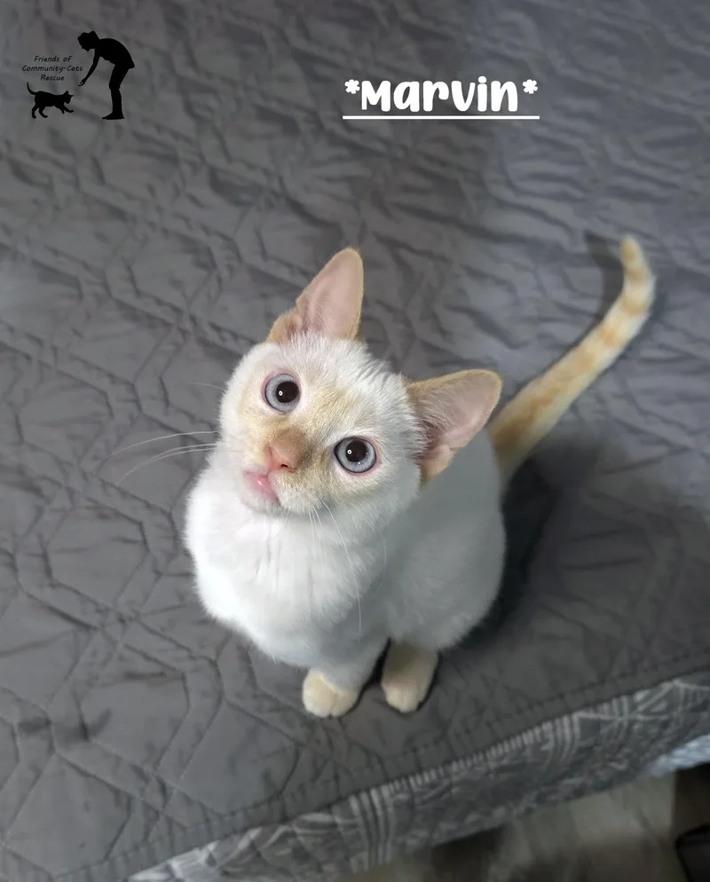 Marvin thumbnail 2