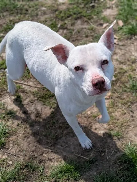 A young medium-sized female Pit Bull Terrier dog named Aurora for adoption in Saint Peters, MO