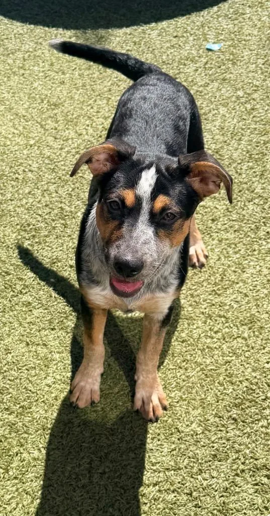 A baby medium-sized female Australian Cattle Dog / Blue Heeler dog named Sgaeyl for adoption in Newcastle, OK