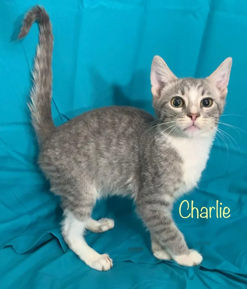 Charlie