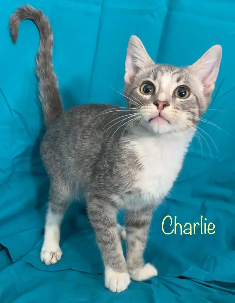 Charlie thumbnail 3