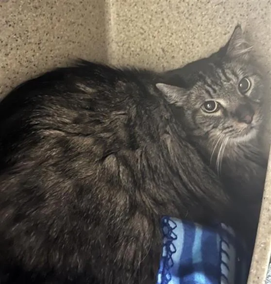 An adult large-sized male Maine Coon cat named Ziggy for adoption in Sacramento, CA