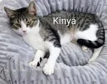 A young small-sized female Brown / Chocolate Domestic Short Hair cat named Kinya for adoption in Moline, IL