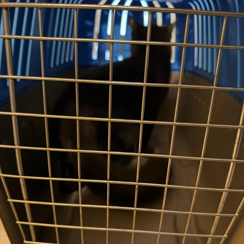 A young medium-sized female Domestic Medium Hair cat named Neo for adoption in Greensboro, NC
